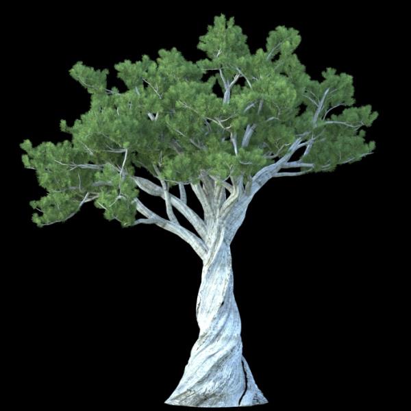 PinusAlbicaulis - دانلود مدل سه بعدی درخت یوکا آمریکایی - آبجکت سه بعدی درخت یوکا آمریکایی - دانلود آبجکت سه بعدی درخت یوکا آمریکایی -دانلود مدل سه بعدی fbx - دانلود مدل سه بعدی obj -PinusAlbicaulis 3d model free download  - PinusAlbicaulis 3d Object - PinusAlbicaulis OBJ 3d models - PinusAlbicaulis FBX 3d Models - 